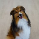 펫츠가든 이미지