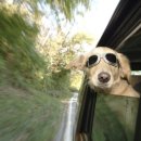 즐거운 강아지 이미지