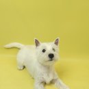 포즈티브 이미지