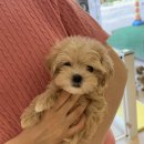 유어펫 강아지분양 고양이분양 본점 이미지