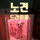 뽀송펫 | 페페 펫드라이룸 100으로 목욕자주하는 시츄 1년동안 사용한 실제 후기