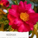 신안마을 이미지