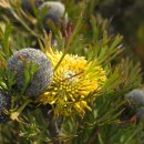 넓은잎드럼스틱 & 좁은잎드럼스틱 [Isopogon] 이미지