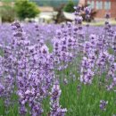 덕호농장 이미지