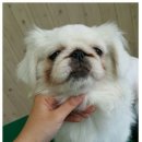 강변애견미용호텔 이미지