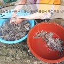 땅끝뻘낙지 이미지