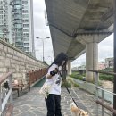 매트 가는 사이 산책 인솔 (사진 왕많음 주의) 이미지