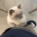 드림목장 | 일산 실내데이트 코스 고양이카페 냥떼목장