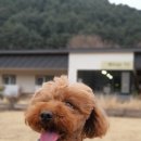 하얀미소 펜션 | 담비의 굿-애프터눈 가든 펜션 못다한 이야기