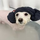 솜사탕 애견미용실 이미지