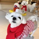 전주애견유치원 고마워복실아 이미지