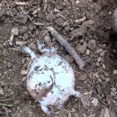 맹꽁이농장 이미지