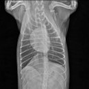 24시 위너스동물의료센터 이미지