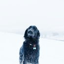 반려동물관리사 이미지