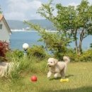 까치와 산토리나 이미지