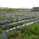 용마농장 이미지