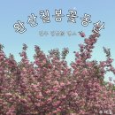 완산-17 | 전주 완산칠봉꽃동산 겹벚꽃 명소 왕벚꽃 개화, 주차
