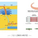 수축 이미지
