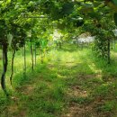 아우라 농장 이미지