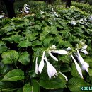 선녀의 玉비녀가 떨어져 핀 꽃 玉簪花(fragrant plantain) 이미지