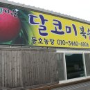 동호농장달코미복숭아 이미지