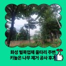 영통로 61번길 1R | 화성 벌목업체 울타리 주변 키높은 나무 제거 공사 후기