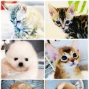 진주강아지분양 고양이분양 미유펫 이미지