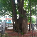 은행나무시장 이미지