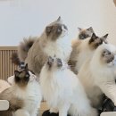 폴인캣츠 이미지