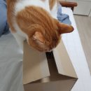 주식회사 시드물 | 화장품 추천) 초피마 앰플