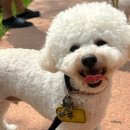 꿈꾸는개 이미지