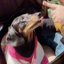 마실커피 화남점 | [부산/기장] 요즘 핫한 부산기장두쫀쿠 두바이쫀득쿠키맛집 기장오브커피 내돈내산 솔직후기 (비교있음)