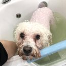 향동애견미용 이미지