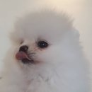 아임독애견샵 이미지