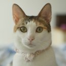 장보는 강아지와 고양이 이미지