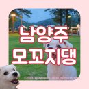 바나나 반려견 미용실 | 남양주 애견까페 모꼬지댕 야외 넓은 천연잔디 강아지 운동장 추천