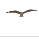 갈매기의 꿈 이미지