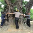 외산 무량사 부도군 이미지