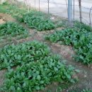 삼삼농장 이미지