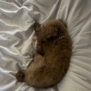 댕신나게 이미지