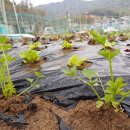 넝쿨농장 이미지