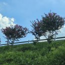 배롱나무 특화거리 이미지