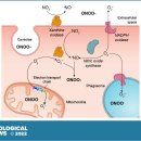 Re: NO + superoxide radical --＞ peroxynitrite... 에 대한 이해 이미지