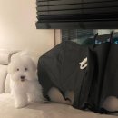 도그메종 이미지