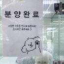 인천강아지분양 테디럽 이미지