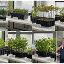 캠페이너 2기_김서현] 🌿남북그린평화 캠페이너 2기 파주 캠프🌿도라전망대, 제3 땅굴, 파주 남북 산림...