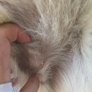 8월 3일 사랑이 눈곱, 덕구 몽우리 및 중성화, 대니 설사 이미지