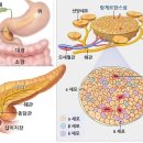 섬국어
