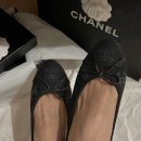 까멜리아 이미지