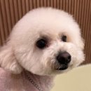 털로덮인친구들 서울상도점 이미지